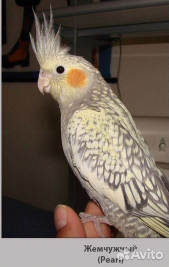 Попугай корелла птенец