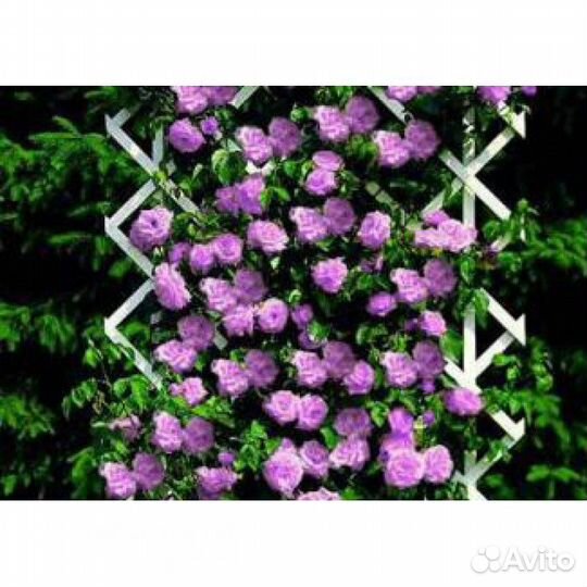 Роза плетистая