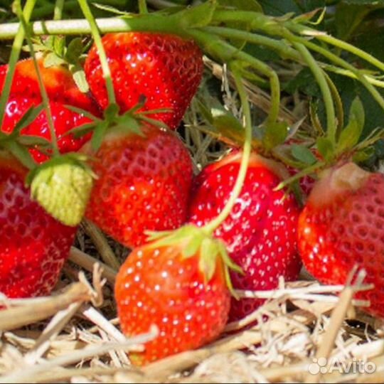 Клубника садовая крупноплодная ремонтантная