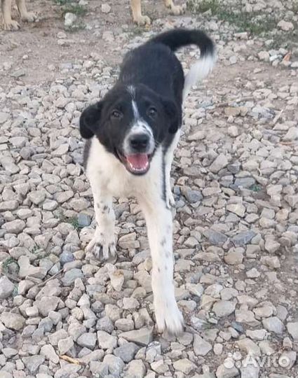 Щеночек Ева