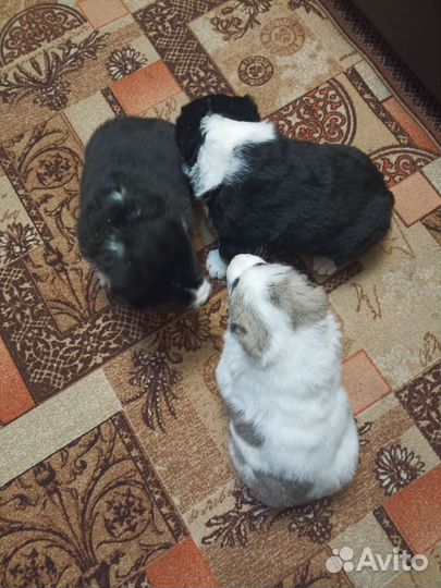 Щенки сао (среднеазиатские овчарки)