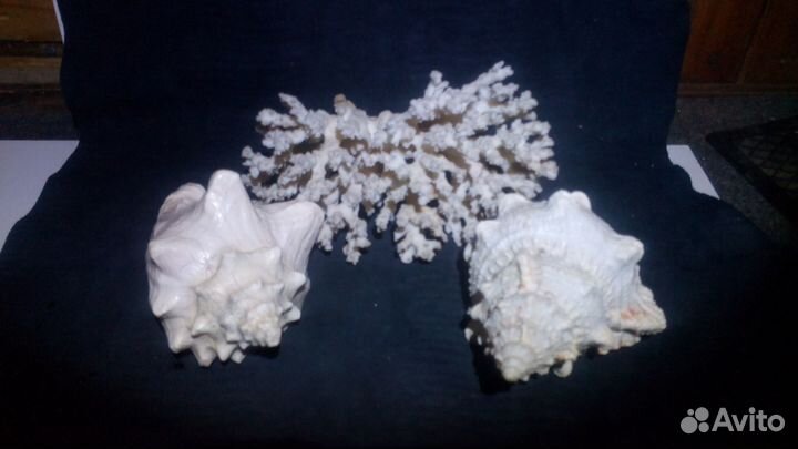 Коралл и раковины для аквариума или интерьера