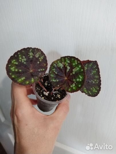 Бегонии разные 4