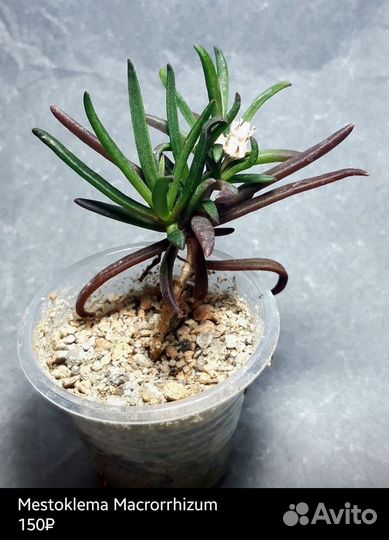 Местоклема Макроризум