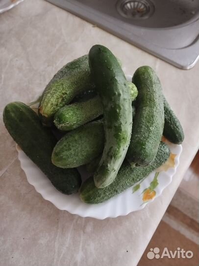Огурцы домашние