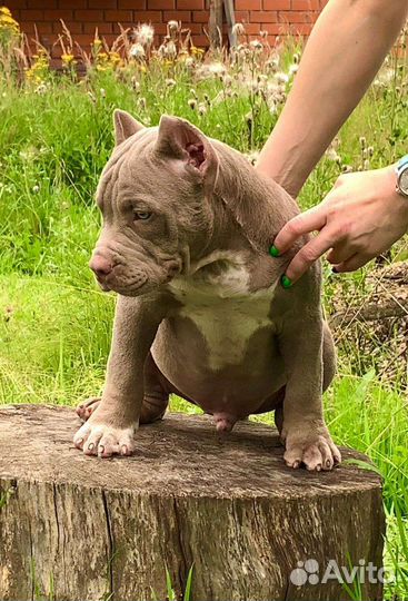 Американский булли