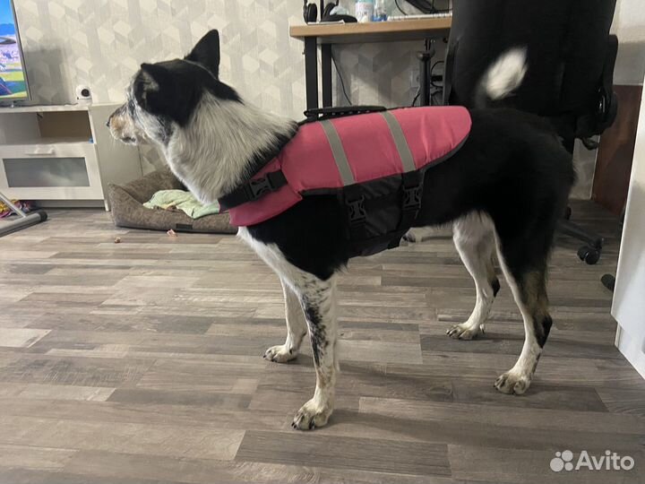 Спасательный жилет для собак
