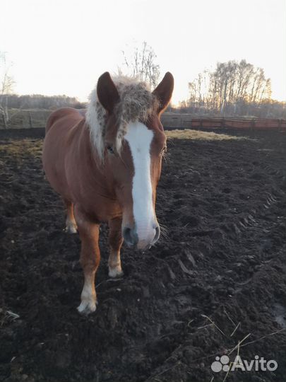 Жеребец тяжеловоз