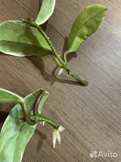 Хойя (восковой плющ) + драцена с розов. полосками