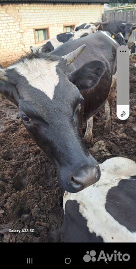 Сельхоз животные