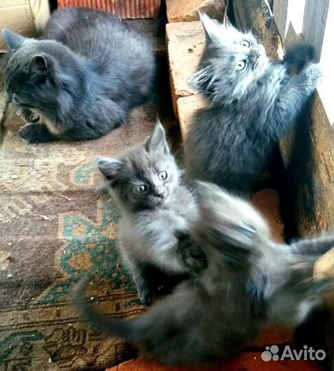 Кот и котята в добрые руки