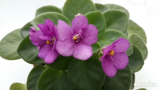 Фиалки (сенполии)