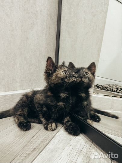 Котенок в добрые руки