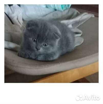 Шотландские вислоухие голубые котята
