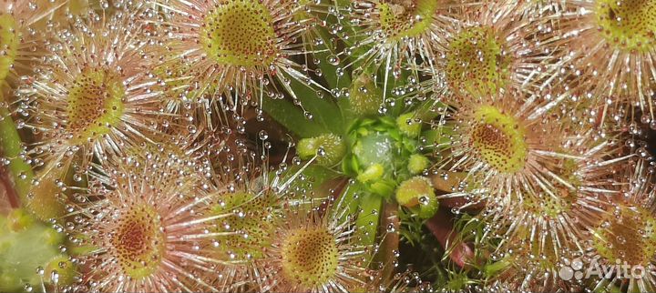 Геммы (семена ) Drosera Pulchella x nitidula