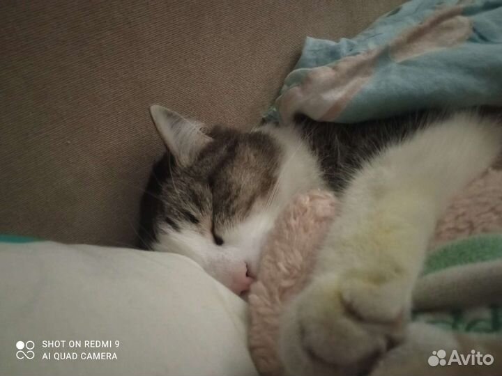Кот быстро надо отдать