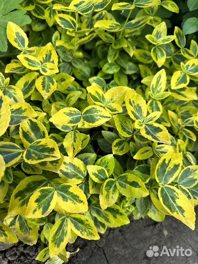 Бересклет форчуна