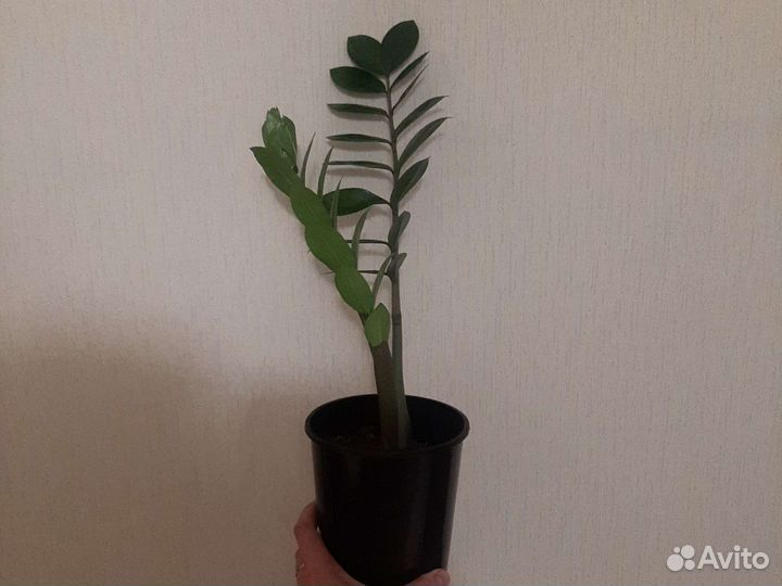 Замиокулькас