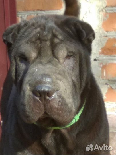 Шарпей вязка