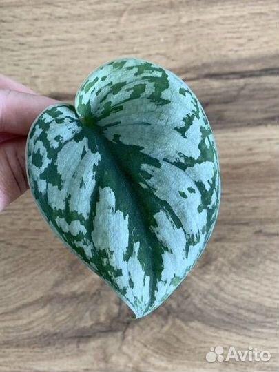 Сциндапсус пиктус треби