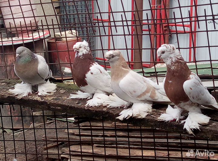 Голуби