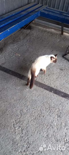 Найден кот 14 августа