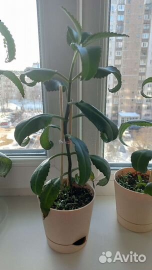 Каланхоэ лечебный чихалочка