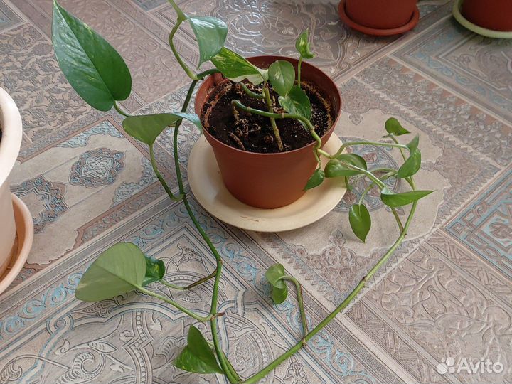 Комнатные цветы