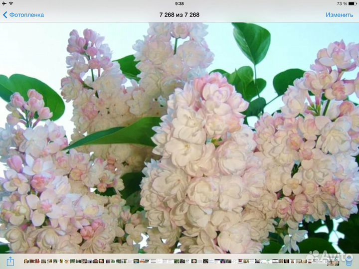 Сирень Красавица Москвы