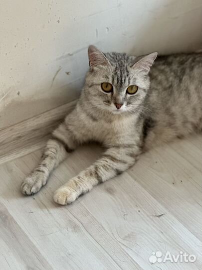 Кошечка ищет дом