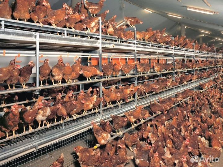 Куры несушки породы Леггорн / Бесплатная доставка