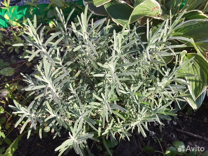 Лаванда 250 Гейхерелла 