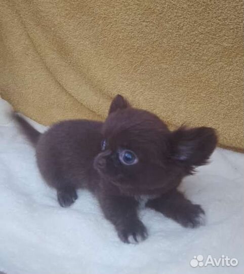 Мини мальЧих