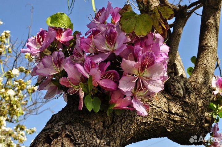 Баухиния/орхидейное дерево, комнатная, семена