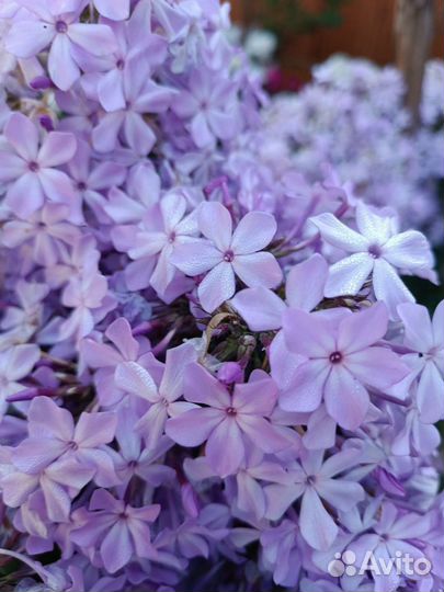 Флокс сорт Сирень, куст (бронь)