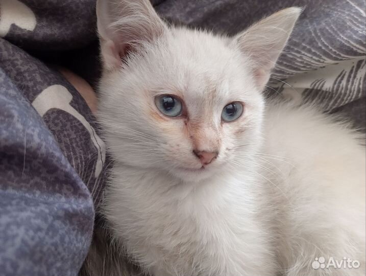 Кошка в дар бесплатно