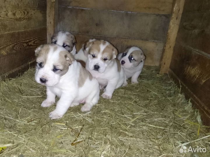 Щенки
