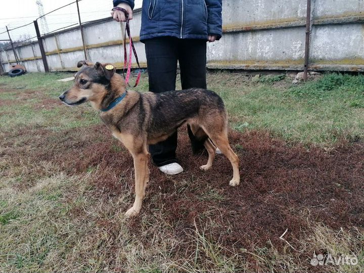 Лола в приюте