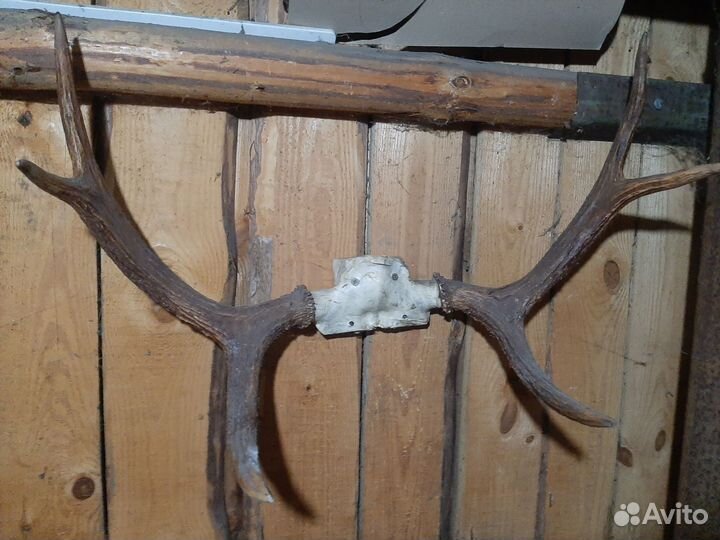 Продам рога лося