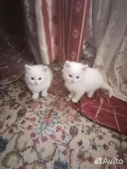 Продам белых пушистых котят
