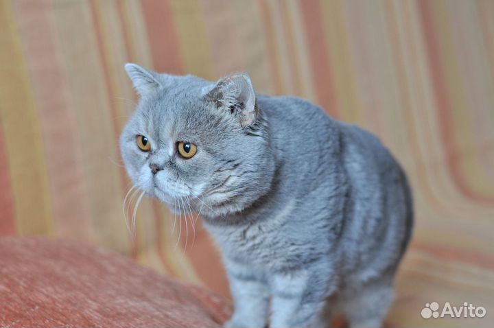 Британский Кот вязка