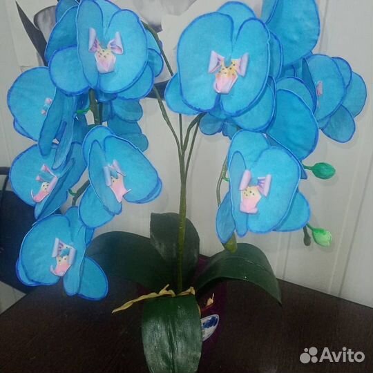 Орхидея в кашпо