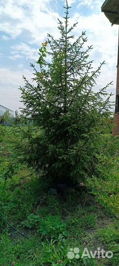 Ель обыкновенная