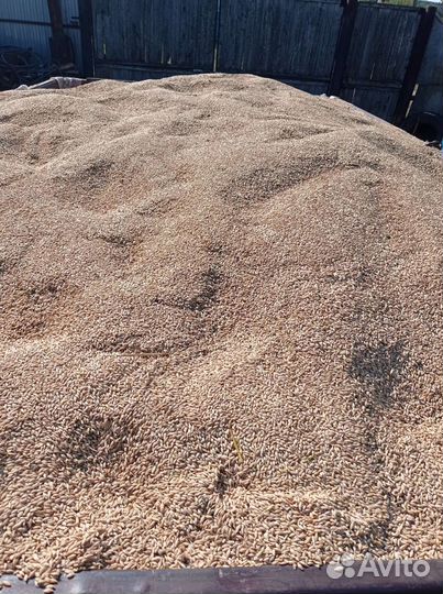 Пшеница Ячмень Овёс