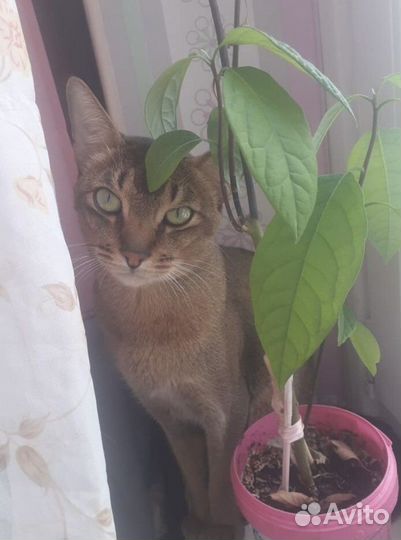 Абиссинец (вязка)