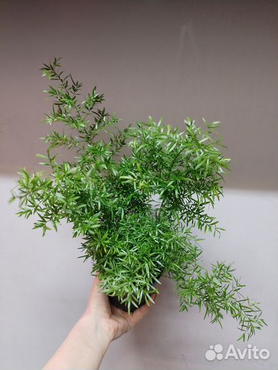 Аспарагус квебе