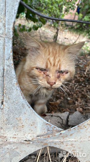 Погибает кот. Неравнодушные, отзовитесь