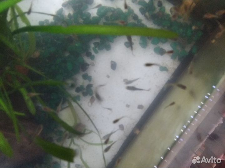 Мальки гуппи