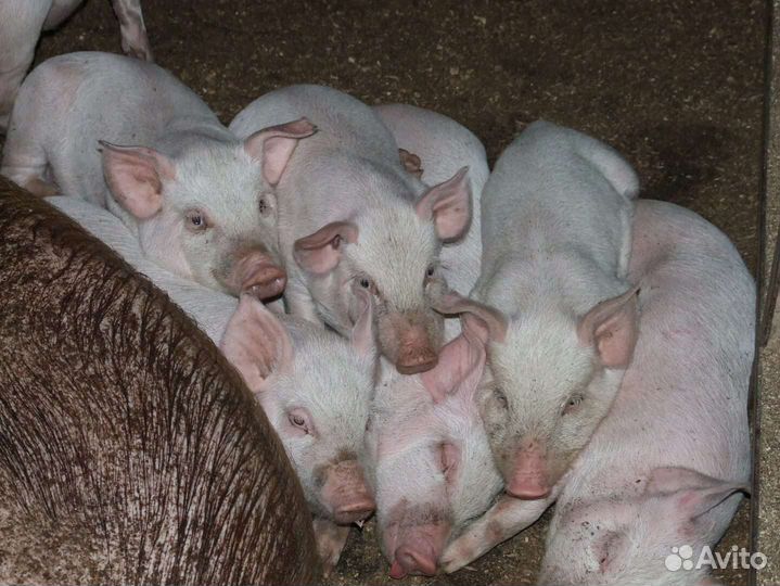 Поросята мясной породы