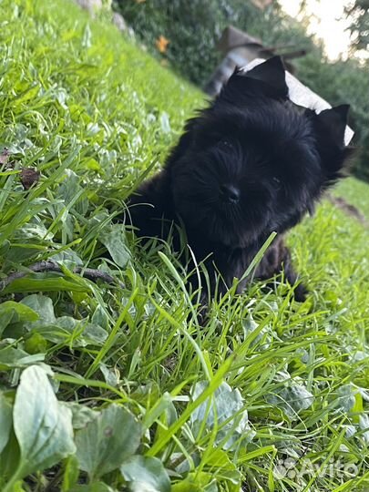 Йорк мальчик